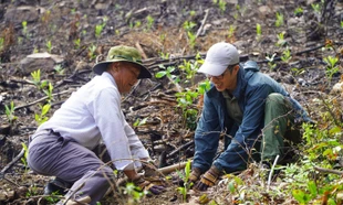 Đề án 1 tỷ cây xanh bùng nổ: 429.000 ha rừng mới, xã hội hóa gần 7.100 tỷ đồng