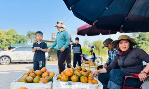 Cả xã nhộn nhịp thu hoạch cam bù ngày Tết