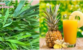 Dứa và Tre trong y học cổ truyền và tiềm năng ứng dụng trong y học hiện đại