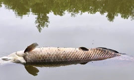 Cá 'khủng' nghi hải tượng long Amazon chết nổi trên hồ nước ở Đà Nẵng