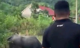 Bé gái 4 tuổi bị trâu húc tử vong ở Nghệ An , gia đình gặp khó khăn