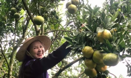 Người dân vùng biên thoát nghèo nhờ chuyển đổi mô hình sản xuất