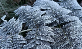 Xã Y Tý xuất hiện băng giá đầu mùa, nhiệt độ xuống 3 độ C