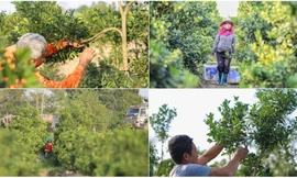 Làng quất lớn nhất xứ Thanh ‘chạy đua’ cho vụ Tết