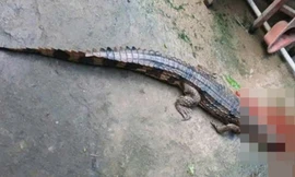 Vụ cá sấu sổng chuồng cắn chân thầy giáo: Người nuôi bị phạt hơn 300 triệu đồng