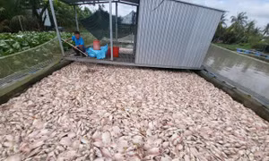 Cá điêu hồng chết nhiều chưa từng có ở Cần Thơ