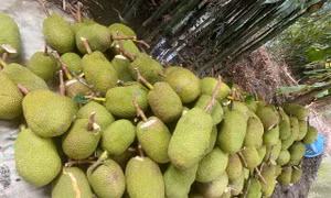 Trở tay không kịp vì giá mít 'lên đỉnh, xuống đáy'