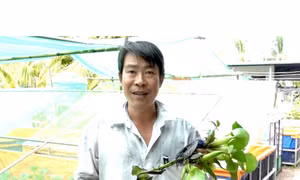 Bỏ phố về quê khởi nghiệp lại từ nuôi cà cuống