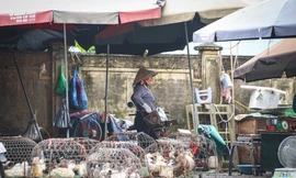 Nhếch nhác những điểm giết mổ gia cầm tại chợ dân sinh Hà Nội