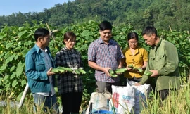 Sắp xếp lại hệ thống khuyến nông cả nước trước 30/10