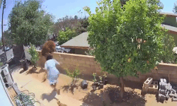 Thiếu nữ 17 tuổi một mình đối đầu gấu nâu để bảo vệ chó cưng