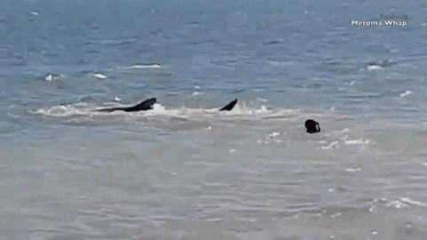 Chó nhà gan dạ lao xuống biển đuổi theo cá mập