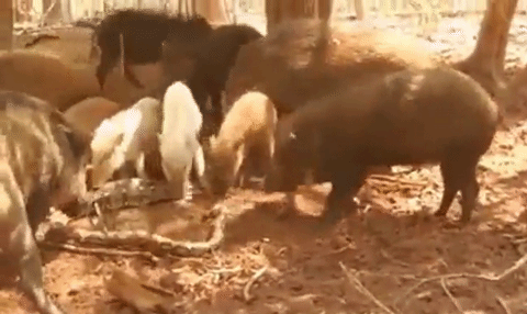 Báo thù, đàn lợn rừng vây giết trăn ‘khủng’