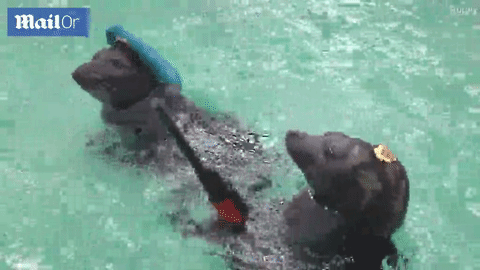 Hải cẩu học ‘bắn súng, gỡ mìn’ chào mừng Ngày Chiến thắng