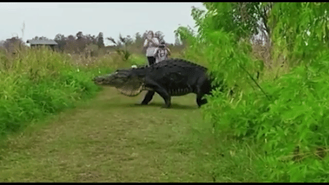 Sốc với cá sấu khủng lững thững qua đường