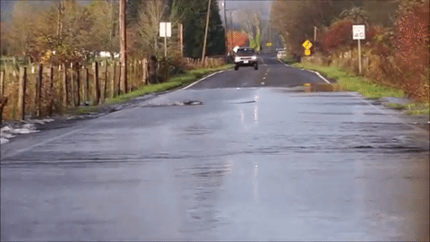 Lạ lùng cảnh cá hồi chum bơi qua đường để 'về nhà'