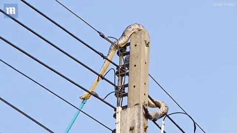 Vật vã ‘giải cứu’ trăn dài 3m quấn chặt trên cột điện