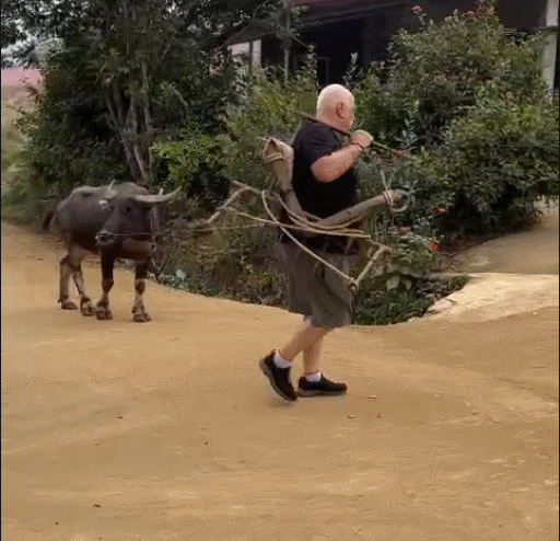 Khách Tây dắt trâu ra đồng, trải nghiệm cày ruộng như người Việt.