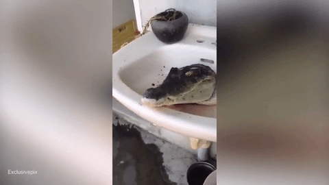 Hãi hùng cá sấu bị chặt đầu vẫn không ngừng... đớp