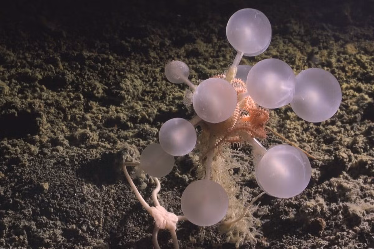 1-carnivorous-tree-sponge-the-nippon-foundation-nekton-ocean-census-schmidt-ocean-institute-2025-1200x800.jpg