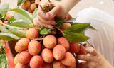 Vải u trứng của anh Nguyễn Hữu Tuấn bán với giá 300.000 đồng/kg.