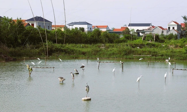 Mùa chim di cư và những cái bẫy vô hình