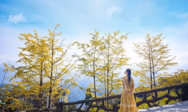 "Tôi từng xem những hàng cây vàng ở Hàn Quốc nhưng chưa có dịp đi. Đến Sa Pa vào đúng mùa này, tôi thấy cảnh đẹp chẳng kém gì phim Hàn. Chỉ cần đứng nhẹ dưới tán cây là có ngay tấm ảnh rất lãng mạn", một du khách đến từ Hà Nội chia sẻ.