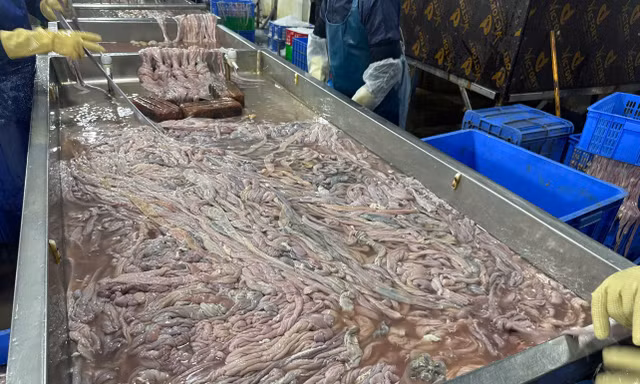 Hà Nội: Thu giữ hơn 60 tấn lòng lợn không rõ nguồn gốc tại kho đông lạnh
