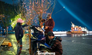 Hà Nội mưa rét thấu xương, tiểu thương trắng đêm trông đào quất