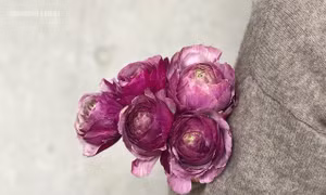 5 loài hoa mùa Xuân mang ý nghĩa tích cực như sự vĩnh cửu và hạnh phúc