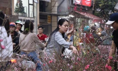 Đào cành mini ‘lên ngôi’ dịp cận Tết 