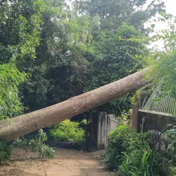Cây cổ thụ bật gốc, đè sập phòng khách nhà dân ở Đắk Lắk