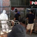 NÓNG 18/7: Phát hiện lợn nhiễm dịch tả lợn châu Phi sắp 'biến' thành lạp xưởng