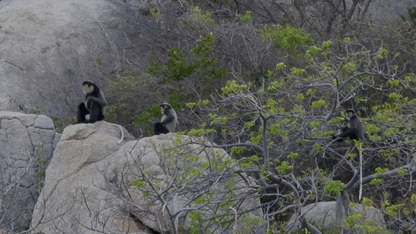 Phát hiện quần thể voọc chà vá chân đen quý hiếm chưa từng thấy tại Ninh Thuận