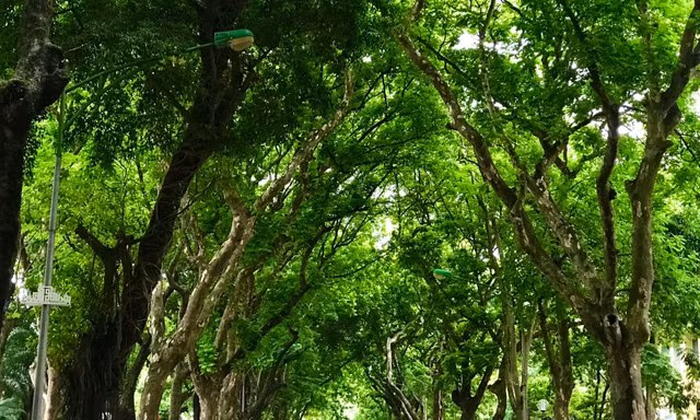 Bài học từ hoa sữa 