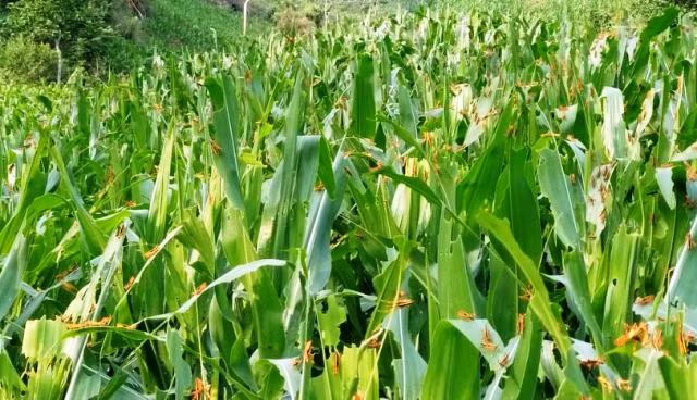 Hàng triệu con châu chấu lưng vàng đang tàn phá hoa màu ở Mường Lát, Thanh Hoá