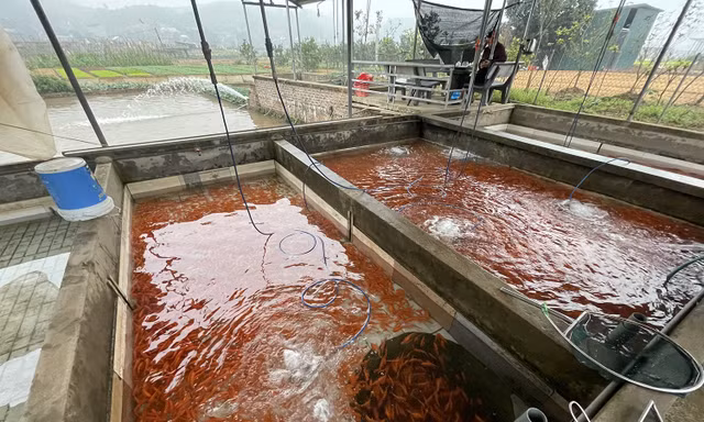 Làng nuôi cá chép đỏ ở Phú Thọ hối hả chuẩn bị cho ngày ông Công ông Táo