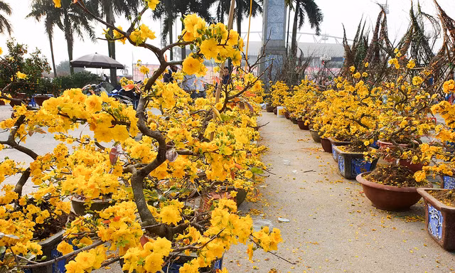 1001 thắc mắc: Chăm sóc hoa mai sau Tết, có khó không?