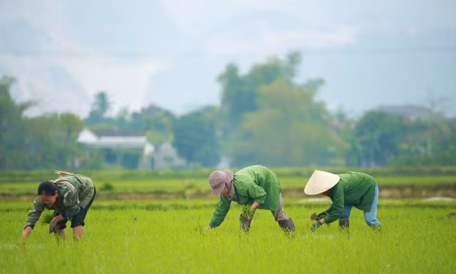Bà con nông dân rộn ràng xuống đồng đầu năm mới