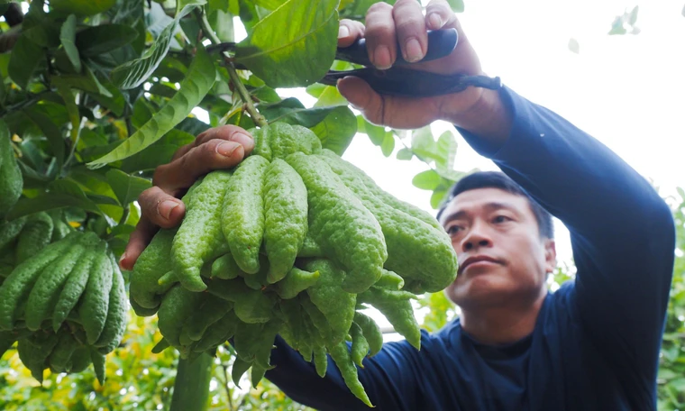 Làng trồng phật thủ ở ngoại thành Hà Nội rộn ràng vào vụ Tết Giáp Thìn