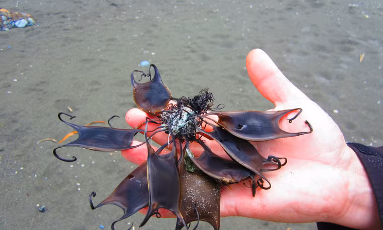 Tại sao trứng cá mập có hình dạng kỳ lạ đến vậy?