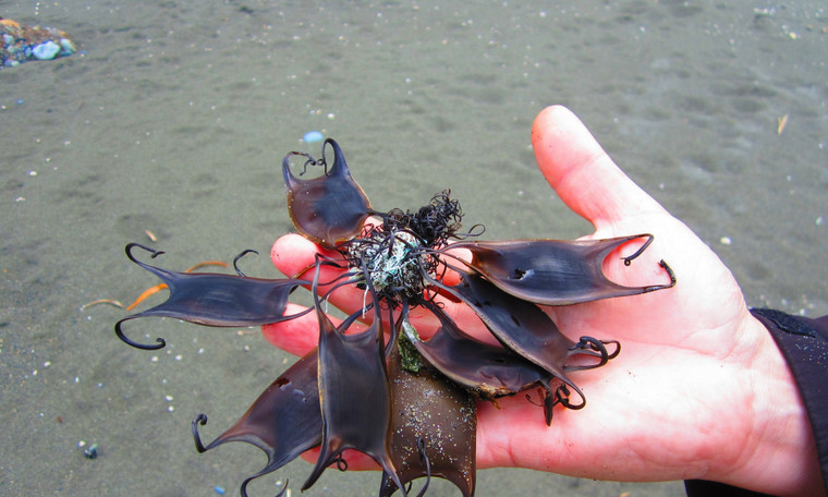 Tại sao trứng cá mập có hình dạng kỳ lạ đến vậy?