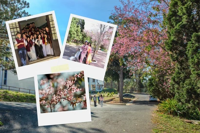 Hai ngôi trường ở Đà Lạt phủ hồng trong sắc mai anh đào khiến netizen thổn thức