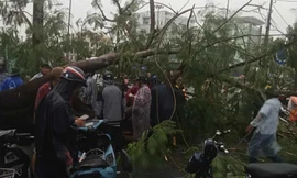 Cây phượng cổ thụ bật gốc đổ trúng 2 vợ chồng đi xe máy