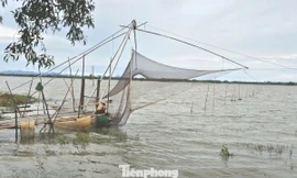 Cận cảnh nghề cất vó đặc trưng mùa nước nổi thượng nguồn sông Cửu Long