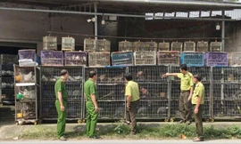 Tạm giữ hơn 1.900 con chim cảnh vì 'không có hồ sơ hợp pháp'