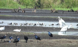 Hành trình đưa 'chất xưa' lại Đồng Tháp Mười gọi đón đàn sếu quý hiếm trở về