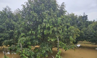  Thủy điện xả lũ, cả xã ở Đồng Nai ngập nặng