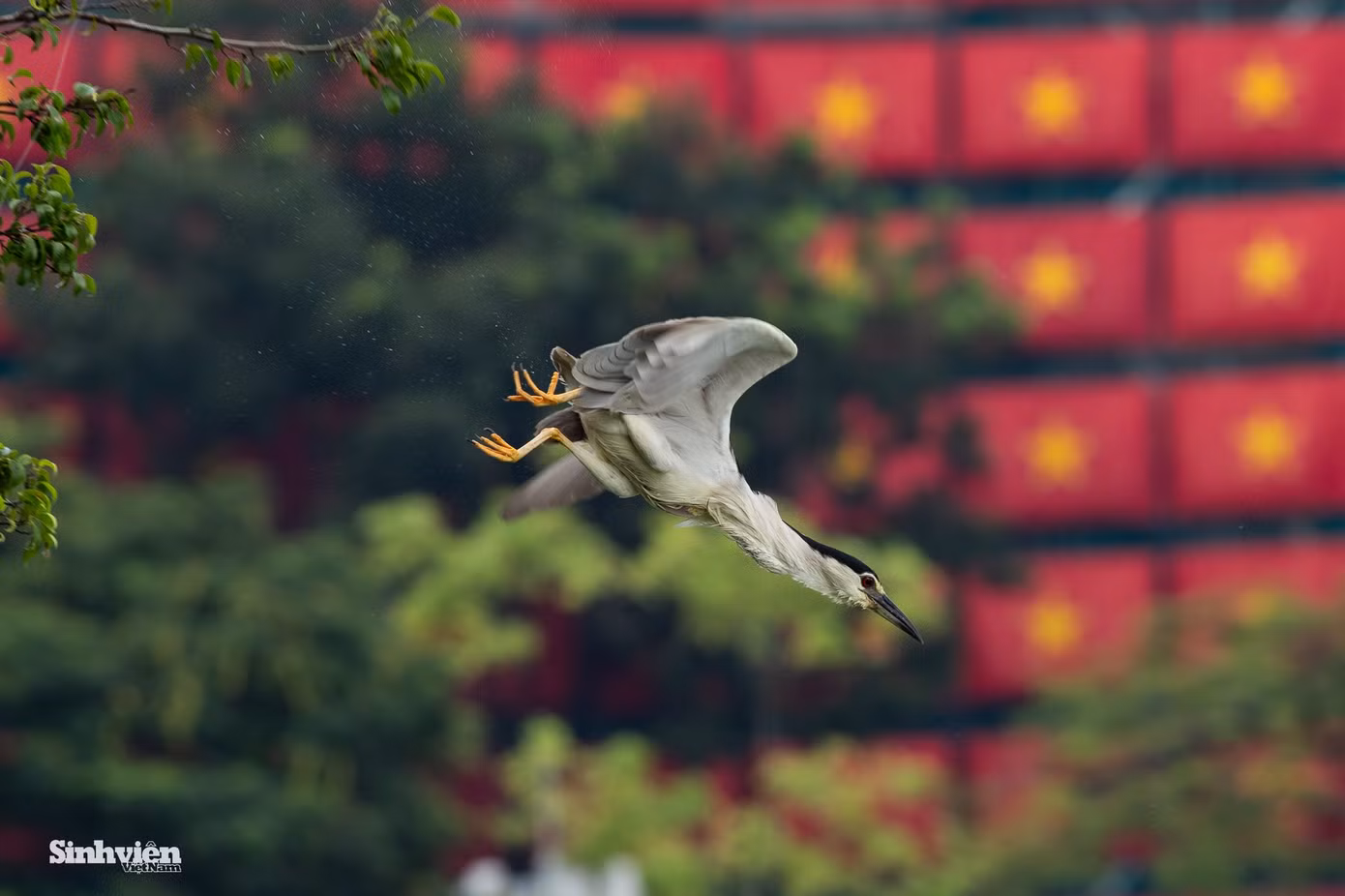 mua-thu-a80-svvn-12.jpg