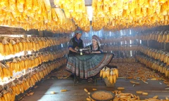 Chuyện chàng thanh niên A Súa thoát nghèo ở Mù Cang Chải